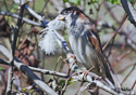 Passer domesticus